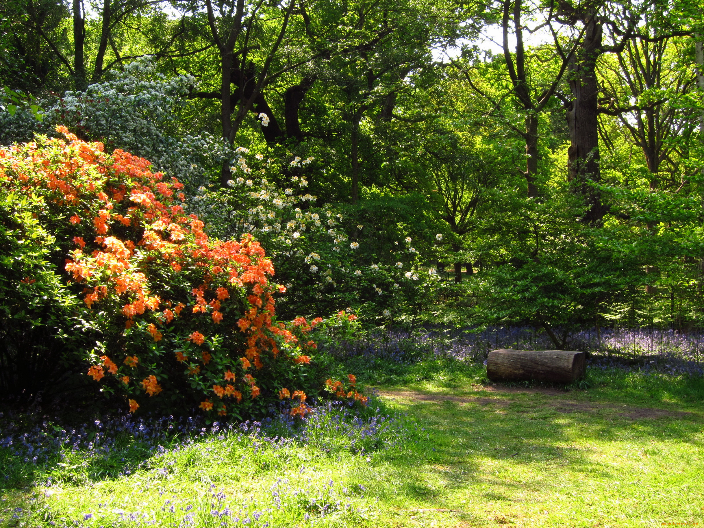 azalea, garden, richmond, england, , , , 